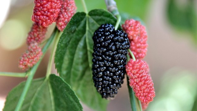 Atasi Masalah pada Rambut Secara Alami, Gunakan Buah dan 4 Cara ini