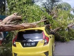 Akibat Angin Kencang, Pohon Tumbang di Pamekasan Timpa 1 Unit Mobil Honda Jazz