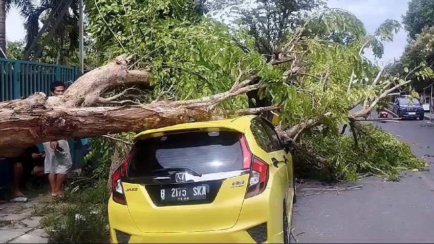 Pohon tumbang di Jalan Raya Teja menimpa mobil Jazz