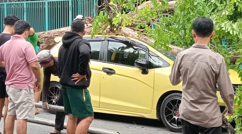 Akibat Angin Kencang, Pohon Tumbang di Pamekasan Timpa 1 Unit Mobil Honda Jazz Sehilir