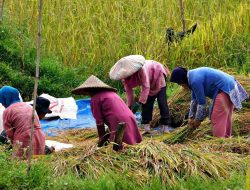 DKPP Pamekasan Targetkan 169.217 Ton Produksi Padi di Tahun 2024