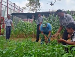 Panen Raya Kangkung, Bukti Keberhasilan Lapas Narkotika Pamekasan Bina Kemandirian WBP di Awal 2025