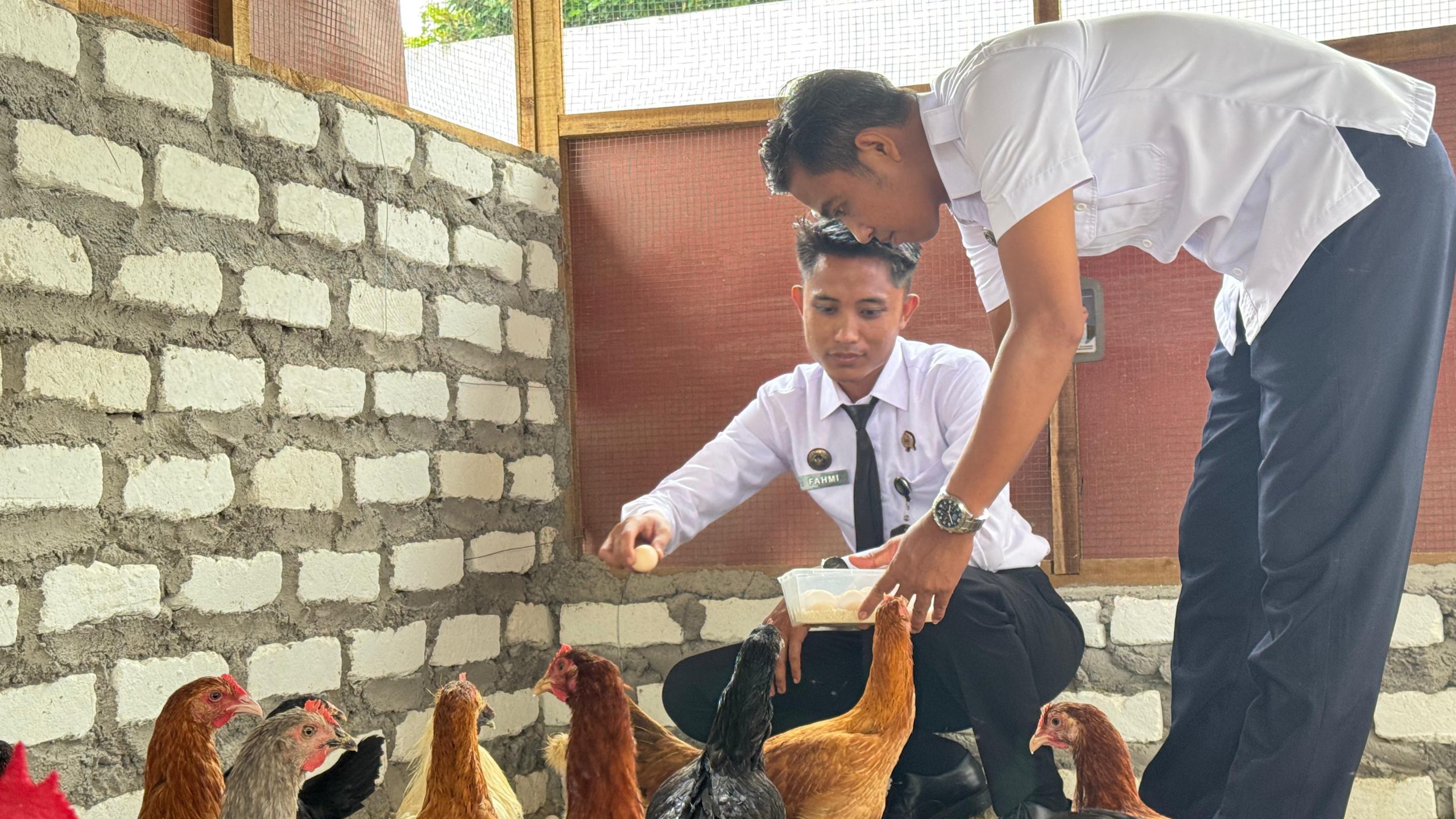 Panen Perdana Telur Ayam Kampung, Lapas Narkotika Pamekasan Wujudkan Dukungan terhadap Ketahanan Pangan Nasional