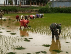 Babinsa Koramil Geger Dampingi Petani Bangkalan untuk Percepat Masa Tanam