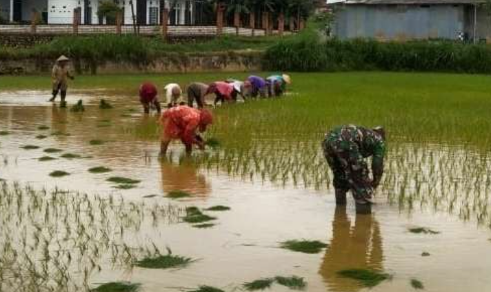 Babinsa Koramil Geger Dampingi Petani Bangkalan untuk Percepat Masa Tanam
