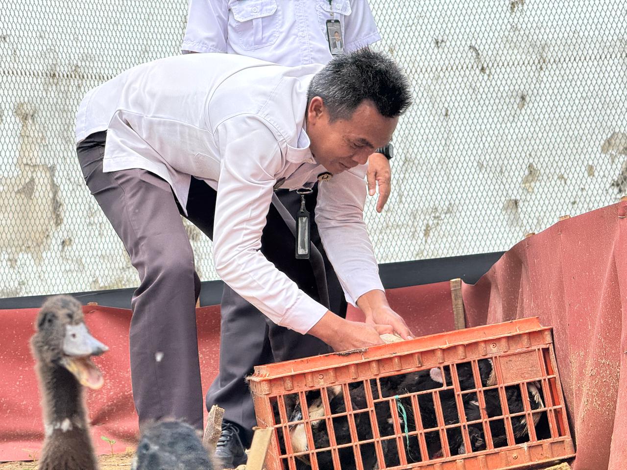 Dukung Ketahanan Pangan, Lapas Narkotika Pamekasan Tambah 100 Bibit Bebek Pedaging