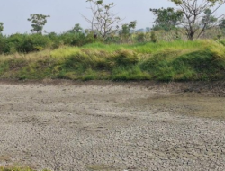 156 Waduk dan 115 Daerah Irigasi di Gresik Mulai Mengering